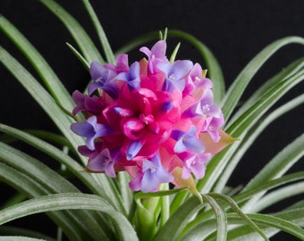 Soft Leaf Stricta Air Plant | Tillandsia, Low Maintenance, Indoor House Plant, Pink Bloom, Flowering Air Plants, Air Purifying, Succulent