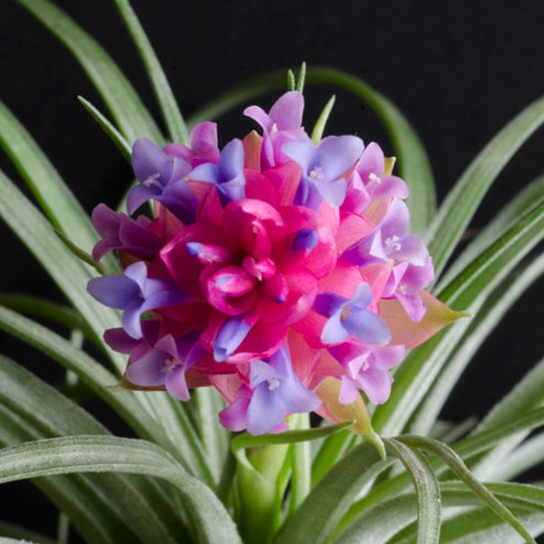 Soft Leaf Stricta Air Plant | Tillandsia, Low Maintenance, Indoor House Plant, Pink Bloom, Flowering Air Plants, Air Purifying, Succulent