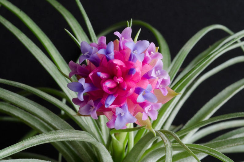 Soft Leaf Stricta Air Plant | Tillandsia, Low Maintenance, Indoor House Plant, Pink Bloom, Flowering Air Plants, Air Purifying, Succulent 