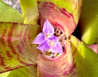 Neoregelia Zeus | Small Bromeliad, Grows and Ships Bare Root, Green with Red Purple striping, Small Lavender Blooms, Self Propagate Pups