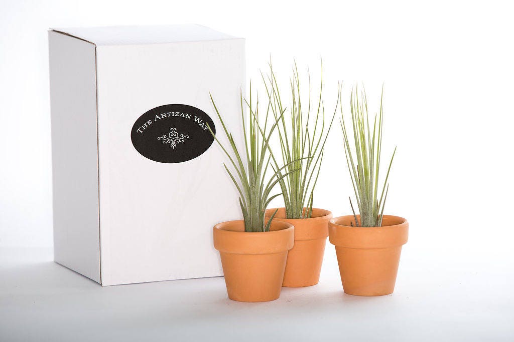 Small Terra Cotta Potted Plants With Air - 3 Pack