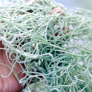 Spanish Moss Rare Thick Form - Live - EXTRA LONG OPTION - Usneoides No. 3 - Air Plant | Tillandsia, Easy, Indoor House Plant, Air Purifying afbeelding 7