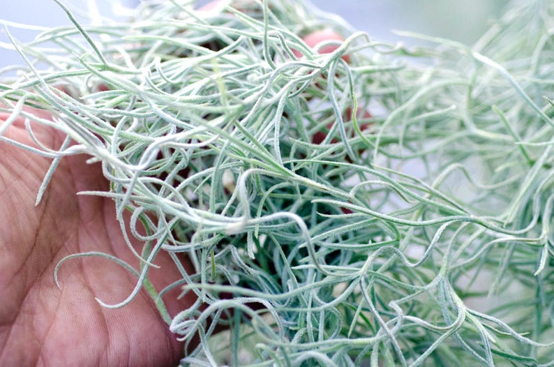 Spanish Moss Rare Thick Form - Live - EXTRA LONG OPTION - Usneoides No. 3 - Air Plant | Tillandsia, Easy, Indoor House Plant, Air Purifying afbeelding 7
