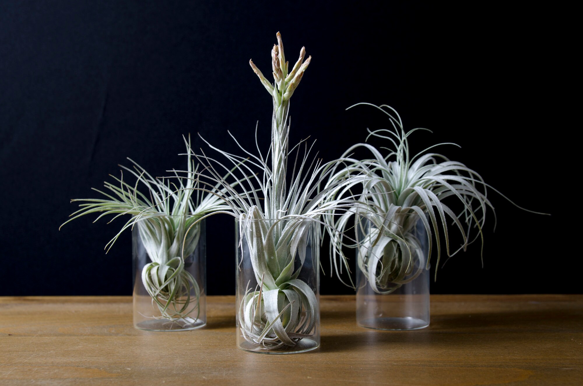Tillandsia Chapeuensis – EXTREMELY RARE Air Plant | Fuzzy Foliage