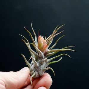 May include: A Tillandsia air plant with silvery-green, pointed leaves and a central, pale pink-tipped bloom. The plant features a dense, fuzzy texture across its foliage and a compact, bulbous base, showcasing natural botanical details.
