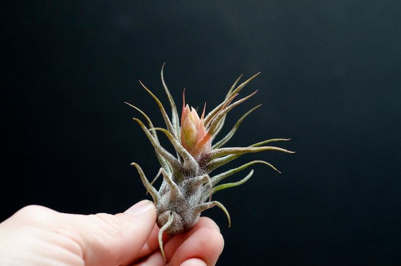 May include: A Tillandsia air plant with silvery-green, pointed leaves and a central, pale pink-tipped bloom. The plant features a dense, fuzzy texture across its foliage and a compact, bulbous base, showcasing natural botanical details.