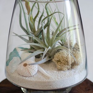 May include: A clear glass terrarium vessel containing white sand, several air plants with thin green leaves, a pale sea urchin shell, a white spiral seashell, a piece of light blue sea glass, and a clump of light-colored dried moss inside.