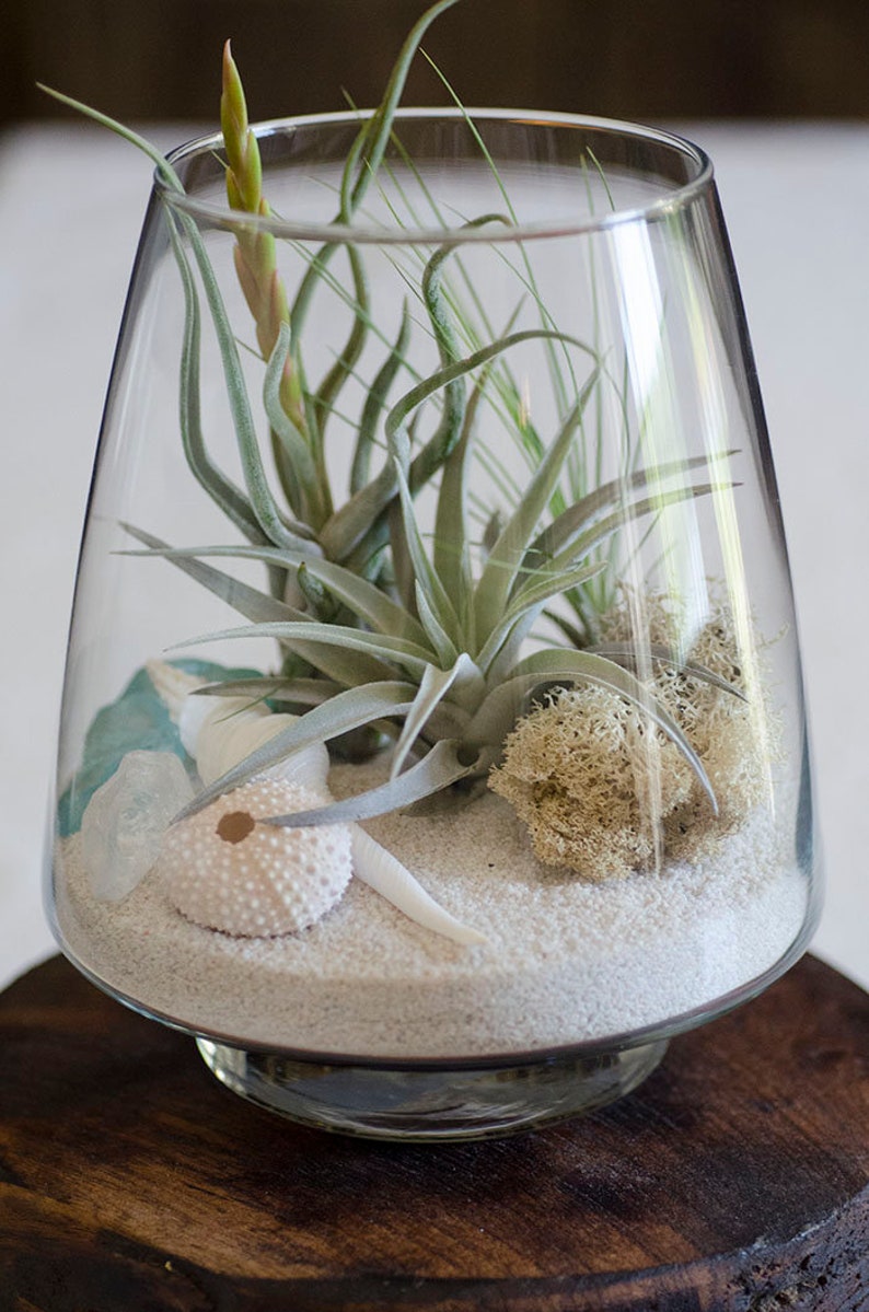 May include: A clear glass terrarium vessel containing white sand, several air plants with thin green leaves, a pale sea urchin shell, a white spiral seashell, a piece of light blue sea glass, and a clump of light-colored dried moss inside.