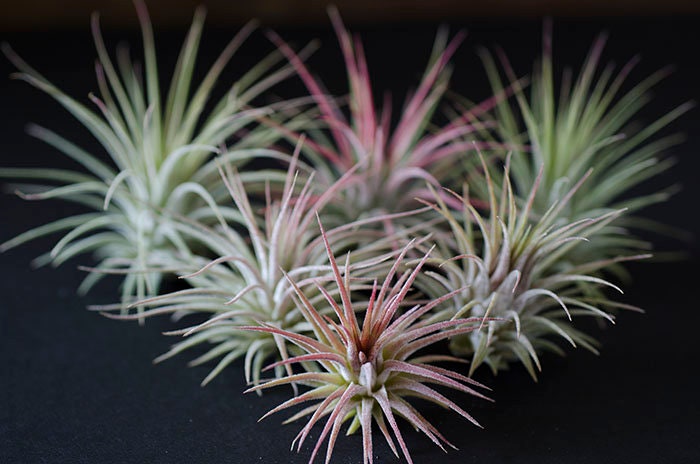 Tillandsia Ionantha Guatemala - Air Plant | Indoor House Plant, Terra…