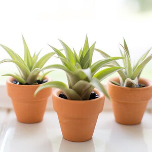 May include: Three small air plants in terracotta pots. The plants have long, green leaves and are set against a bright, white background. The pots are filled with small, black pebbles.
