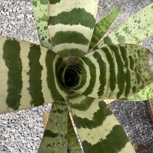 Indoor Decoration Plant Tropical Home Accent Living Room Statement Piece Office Desk Plant Rare Bromeliad Variety Vriesea Juno Collection Horizontal Pattern Foliage Variegated Leaves Design Natural Air Purifier Beautiful Botanical Specimen