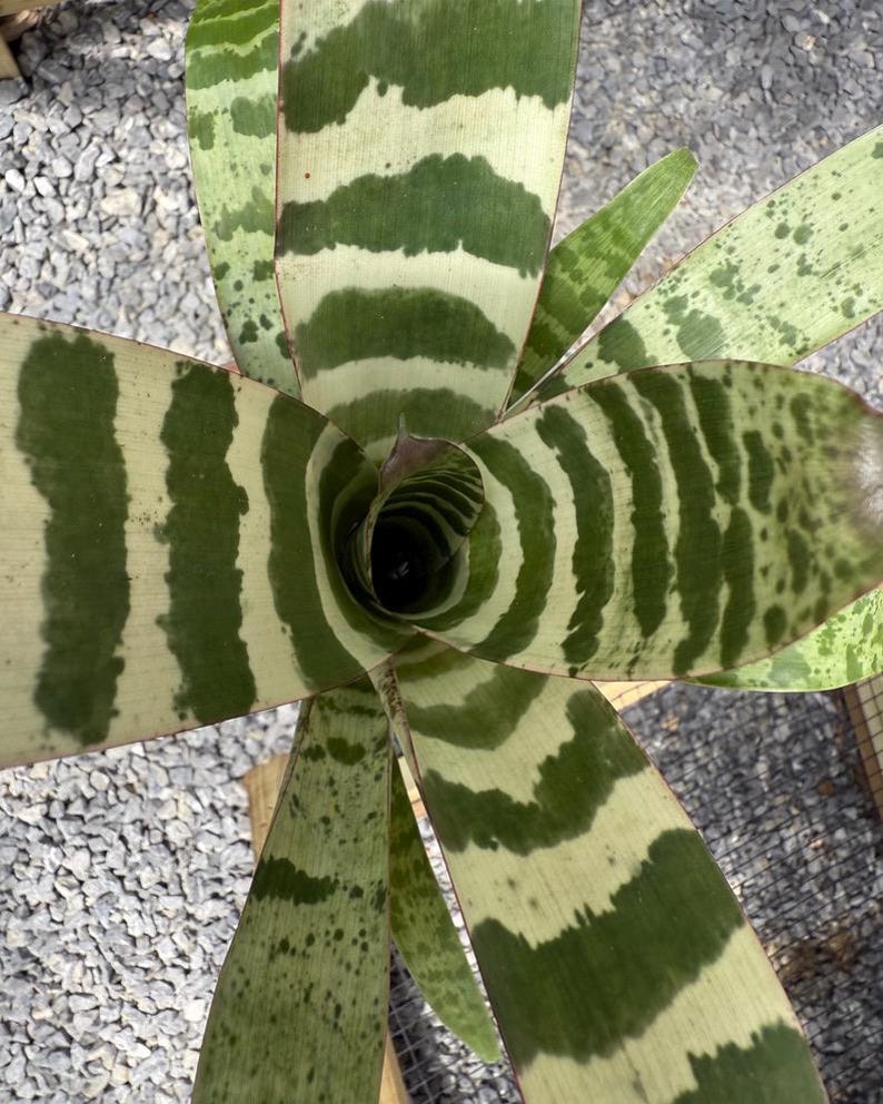 Indoor Decoration Plant Tropical Home Accent Living Room Statement Piece Office Desk Plant Rare Bromeliad Variety Vriesea Juno Collection Horizontal Pattern Foliage Variegated Leaves Design Natural Air Purifier Beautiful Botanical Specimen