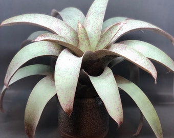 Vriesea Saundersii | Unusual Gray Blue Bromeliad, Red Spots, Yellow Spike Bloom