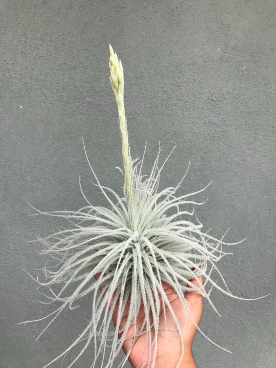 ねずみTillandsia TBellisima__43788.1737652736.