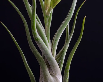 Caput Medusae Air Plant | Tillandsia, Easy Care Indoor Plant