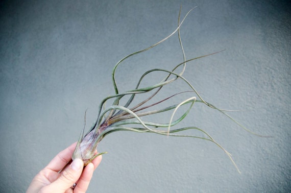 Tillandsia Pseudobaileyi - Striped Air plant | Indoor House Plant, Low Maintenance, Air Purifying, Medusa Air Plants, Terrarium