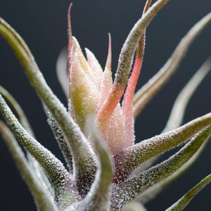 May include: A Tillandsia air plant featuring long, slender, pointed leaves with a silvery-green texture. The center of the plant displays a cluster of pale pink and light green bracts, with fine white trichomes covering the entire surface of the foliage.