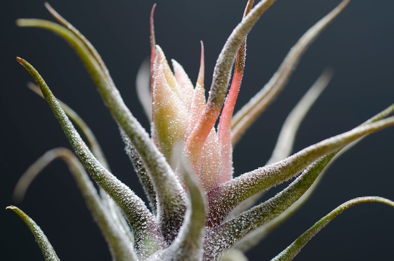 May include: A Tillandsia air plant featuring long, slender, pointed leaves with a silvery-green texture. The center of the plant displays a cluster of pale pink and light green bracts, with fine white trichomes covering the entire surface of the foliage.