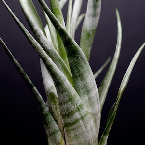 May include: Close-up of a green and white air plant with long, thin leaves. The plant is against a dark background.