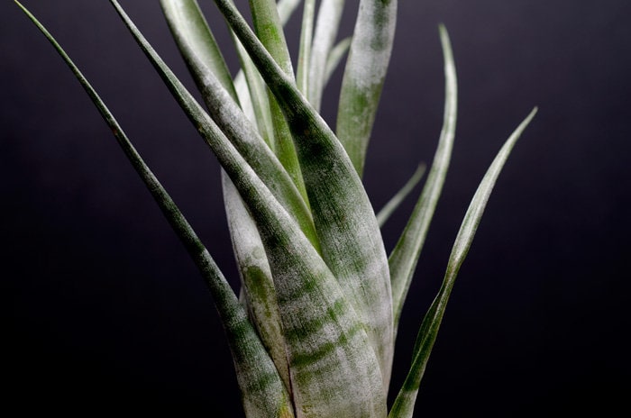 Tillandsia Flexuosa - Striped Air Plant - RARE | Indoor House Plant, …