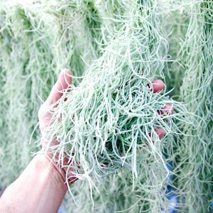 Spanish Moss Rare Thick Form - Live - EXTRA LONG OPTION - Usneoides No. 3 - Air Plant | Tillandsia, Easy, Indoor House Plant, Air Purifying afbeelding 1