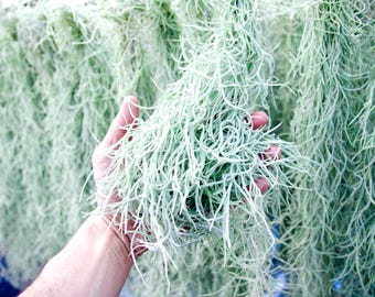 Spanish Moss Rare Thick Form - Live - EXTRA LONG OPTION - Usneoides No. 3 - Air Plant  | Tillandsia, Easy, Indoor House Plant, Air Purifying