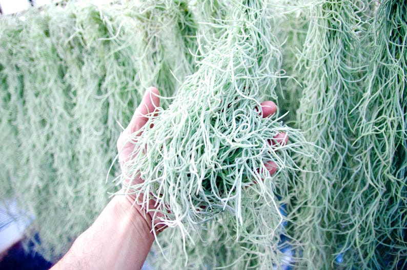 Spanish Moss Rare Thick Form - Live - EXTRA LONG OPTION - Usneoides No. 3 - Air Plant | Tillandsia, Easy, Indoor House Plant, Air Purifying afbeelding 1