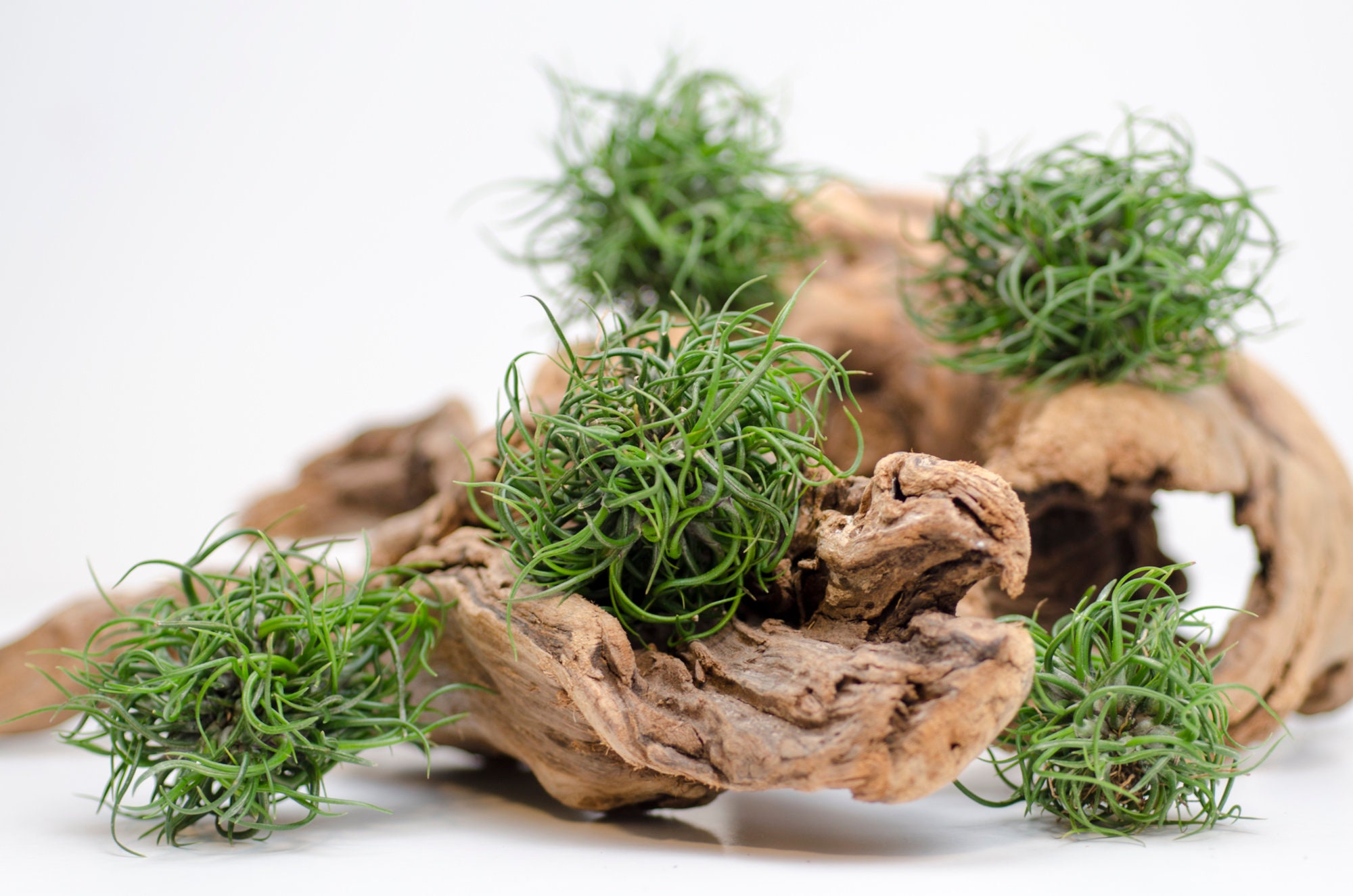 Tillandsia Mini Brazil Bulbosa Ball - RARE | Miniature | Air Plant