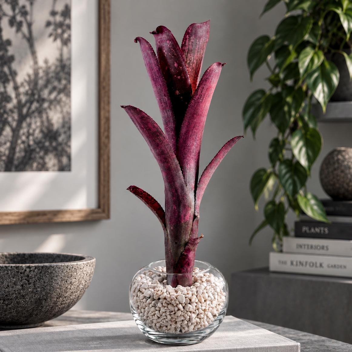 Billbergia Bromeliads - Etsy