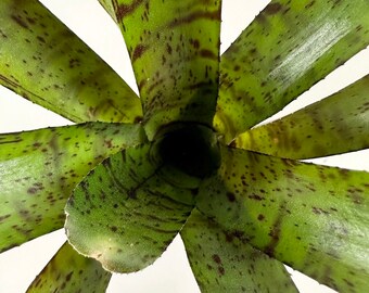 Neoregelia Afrodita | Grows and Ships Bare Root, Self Propagates, Green, Striped, Bromeliad Family