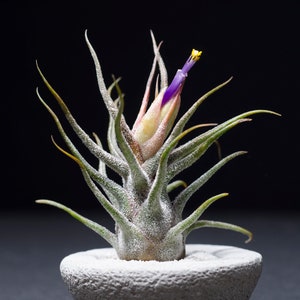 May include: A Tillandsia air plant with silvery-green, pointed leaves and a central bloom featuring a vibrant purple petal and a small yellow stamen, set within a textured, circular, light gray stone-like base against a dark background.