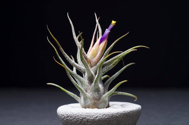 May include: A Tillandsia air plant with silvery-green, pointed leaves and a central bloom featuring a vibrant purple petal and a small yellow stamen, set within a textured, circular, light gray stone-like base against a dark background.