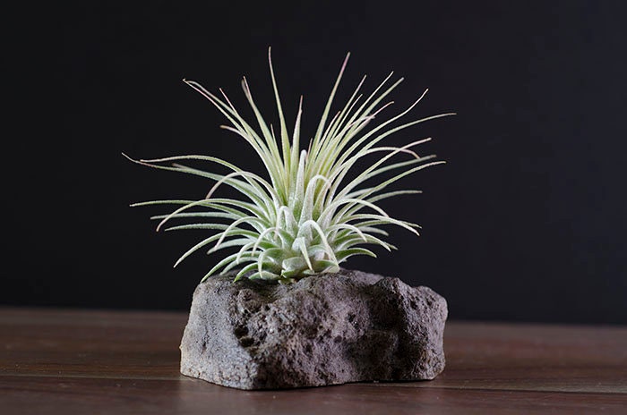 Lava Rock Air Plant Display |  Tillandsia, Succulent, Cactus, Holder,…