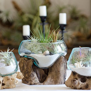 Root & Blown Glass Terrarium | Vase, Fish Bowl, Candle Holder, Serving Bowl, Driftwood