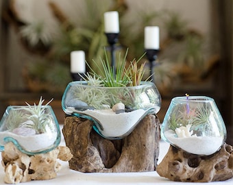 Root & Blown Glass Terrarium | Vase, Fish Bowl, Candle Holder, Serving Bowl, Driftwood