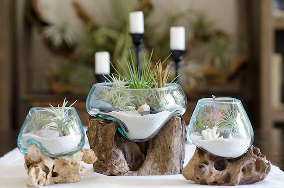 Root & Blown Glass Terrarium | Vase, Fish Bowl, Candle Holder, Serving Bowl,  Driftwood - Etsy