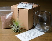 Tiny Air Plant Terrarium DIY Kit Tillandsia, Miniature Gardening, Indoor House Plant, Air Plants, Low Maintenance, Desk, Ionantha Gift