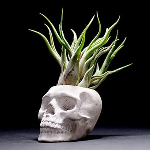 May include: A white skull-shaped planter made of a matte material, featuring a hollow top cavity that holds a cluster of spiky, light green air plants with pointed leaves extending upwards from the cranium against a dark background.