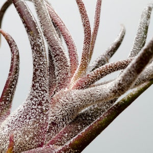 May include: A Tillandsia air plant featuring multiple curved, pointed leaves with a deep burgundy and green coloration. The surface of the leaves is covered in a dense, white, fuzzy trichome texture that creates a frosted appearance throughout.