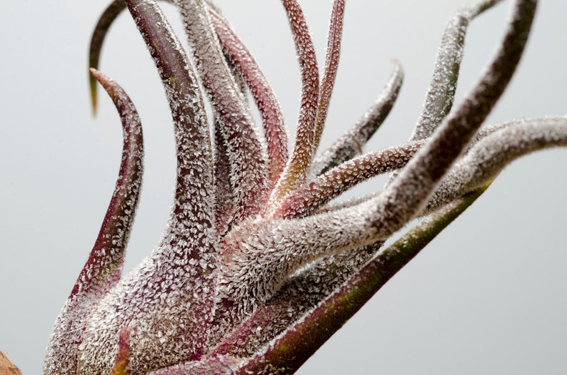 May include: A Tillandsia air plant featuring multiple curved, pointed leaves with a deep burgundy and green coloration. The surface of the leaves is covered in a dense, white, fuzzy trichome texture that creates a frosted appearance throughout.
