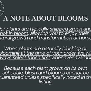 May include: A dark gray informational graphic with white text titled A NOTE ABOUT BLOOMS. It explains that plants are typically shipped green, but blooming plants are selected when available. It notes that growth schedules vary and blooms are not guaranteed.