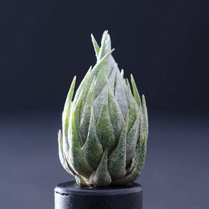 Tillandsia Kautskyi EXTREMELY RARE Miniature Air Plant image 1