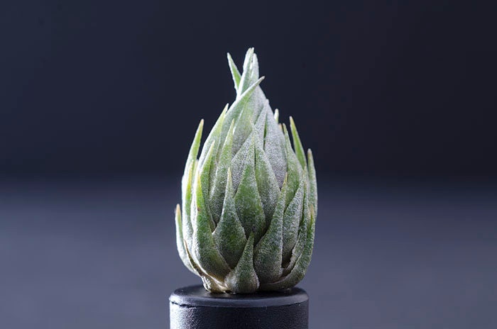 Tillandsia Kautskyi - EXTREMELY RARE | Miniature | Air Plant