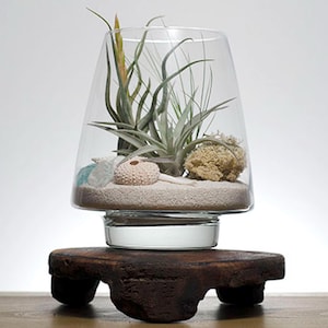 May include: A clear glass terrarium vessel with a tapered shape containing beige sand, green air plants, a light-colored sea urchin shell, and a textured sponge. The glass container rests on a dark, weathered, rectangular wooden base with four feet.