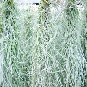 Spanish Moss Rare Thick Form - Live - EXTRA LONG OPTION - Usneoides No. 3 - Air Plant | Tillandsia, Easy, Indoor House Plant, Air Purifying afbeelding 5