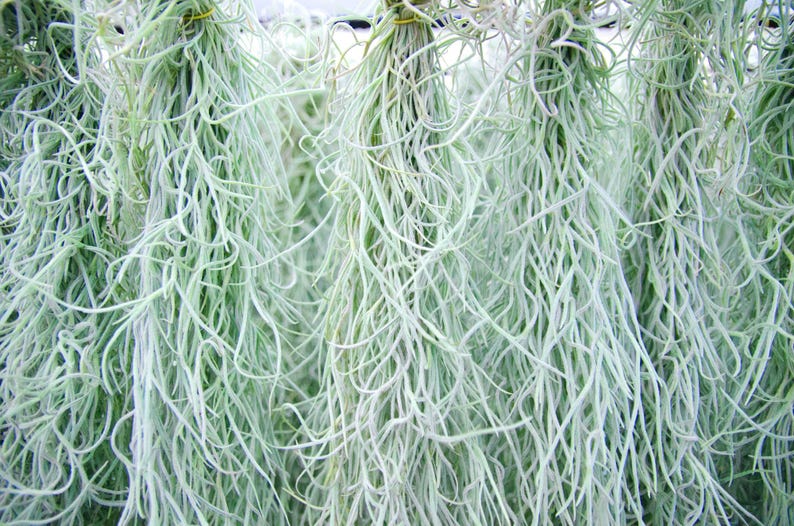 Spanish Moss Rare Thick Form - Live - EXTRA LONG OPTION - Usneoides No. 3 - Air Plant | Tillandsia, Easy, Indoor House Plant, Air Purifying afbeelding 5