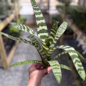 Variegated Houseplant Tropical Foliage Horizontal Pattern Distinctive Markings Live Bromeliad Plant Vriesea Juno Collection Rare Botanical Specimen Indoor Air Purifying Plant Natural Home Decoration Exotic Living Greenery Statement Piece