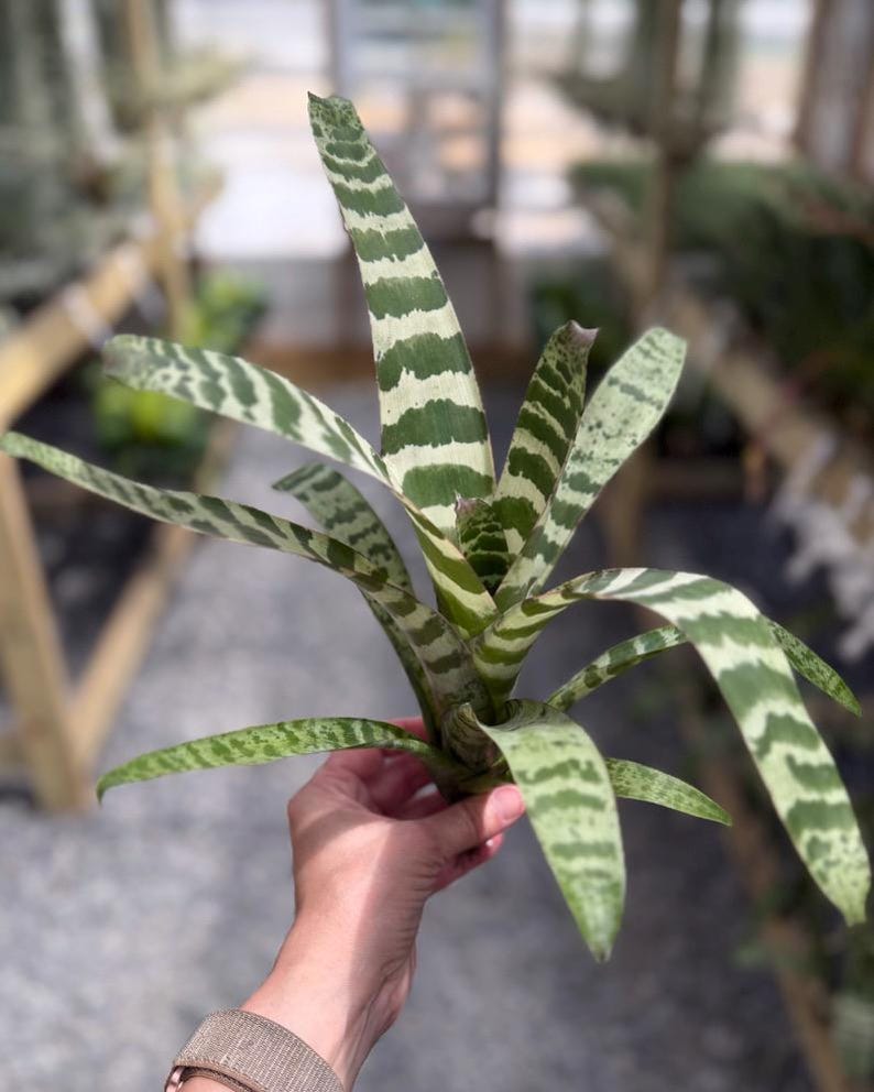 Variegated Houseplant Tropical Foliage Horizontal Pattern Distinctive Markings Live Bromeliad Plant Vriesea Juno Collection Rare Botanical Specimen Indoor Air Purifying Plant Natural Home Decoration Exotic Living Greenery Statement Piece