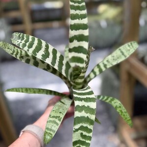 Easy Care Vriesea Juno Bromeliad Plant Air Purifying Properties Indoor Houseplant Collection Rare Tropical Variety Horizontal Striped Pattern Variegated Foliage Distinctive Coloration Living Plant Gift Botanical Enthusiast Favorite Multiple Size Options