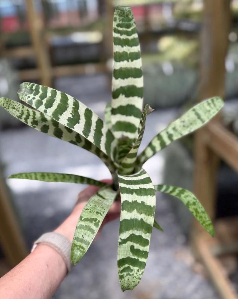 Easy Care Vriesea Juno Bromeliad Plant Air Purifying Properties Indoor Houseplant Collection Rare Tropical Variety Horizontal Striped Pattern Variegated Foliage Distinctive Coloration Living Plant Gift Botanical Enthusiast Favorite Multiple Size Options